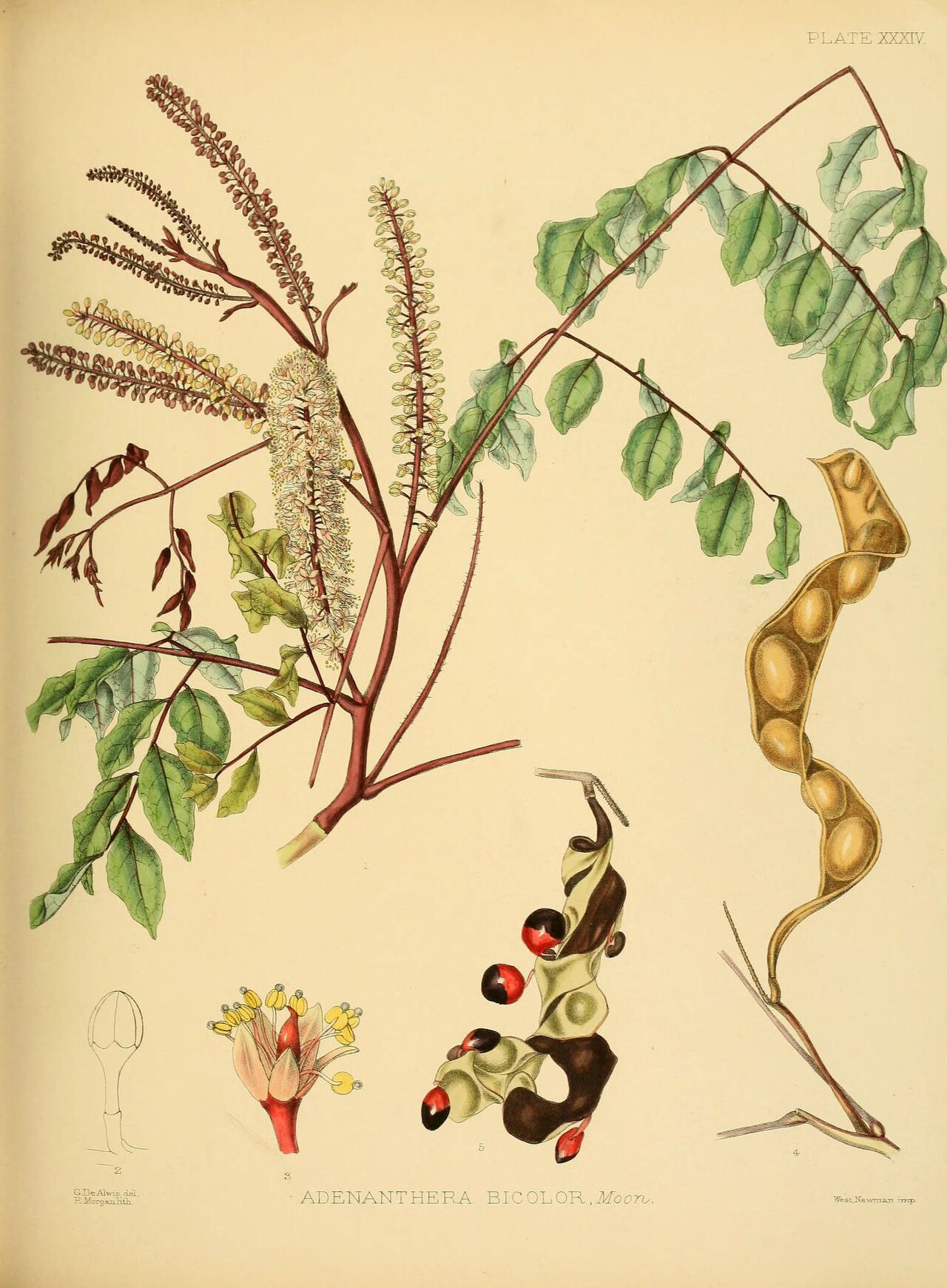 Adenanthera bicolor