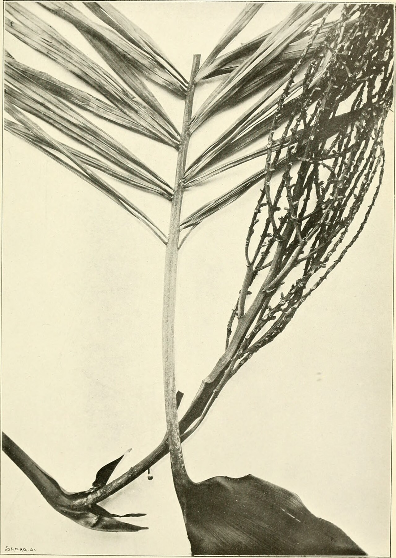 Dypsis sahanofensis