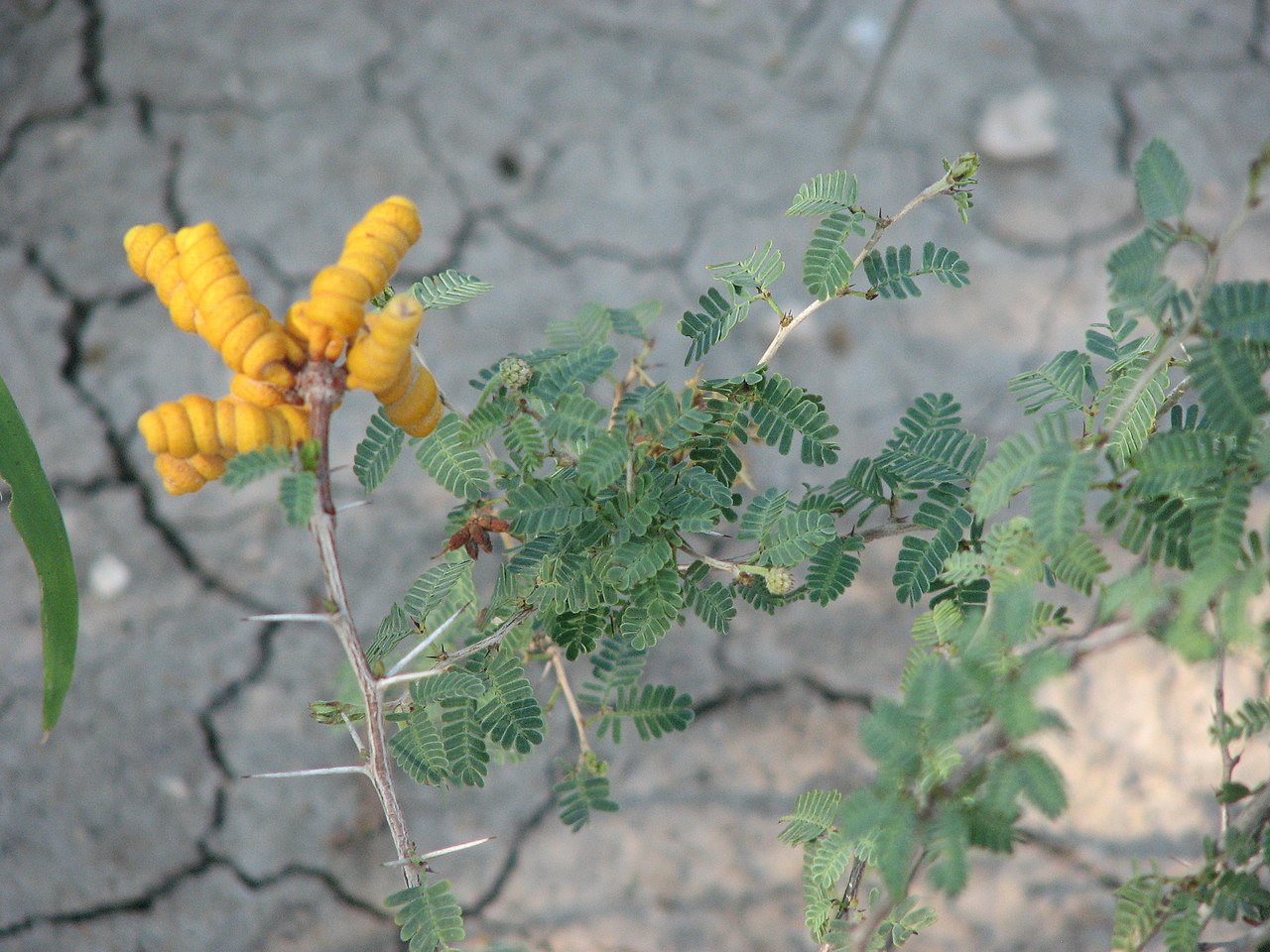 Prosopis reptans