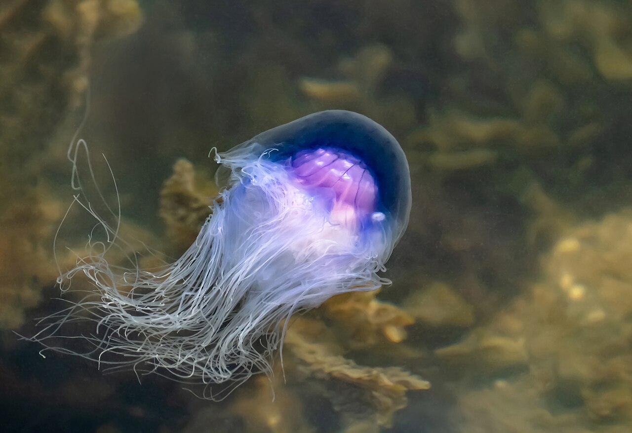 Cyanea lamarckii