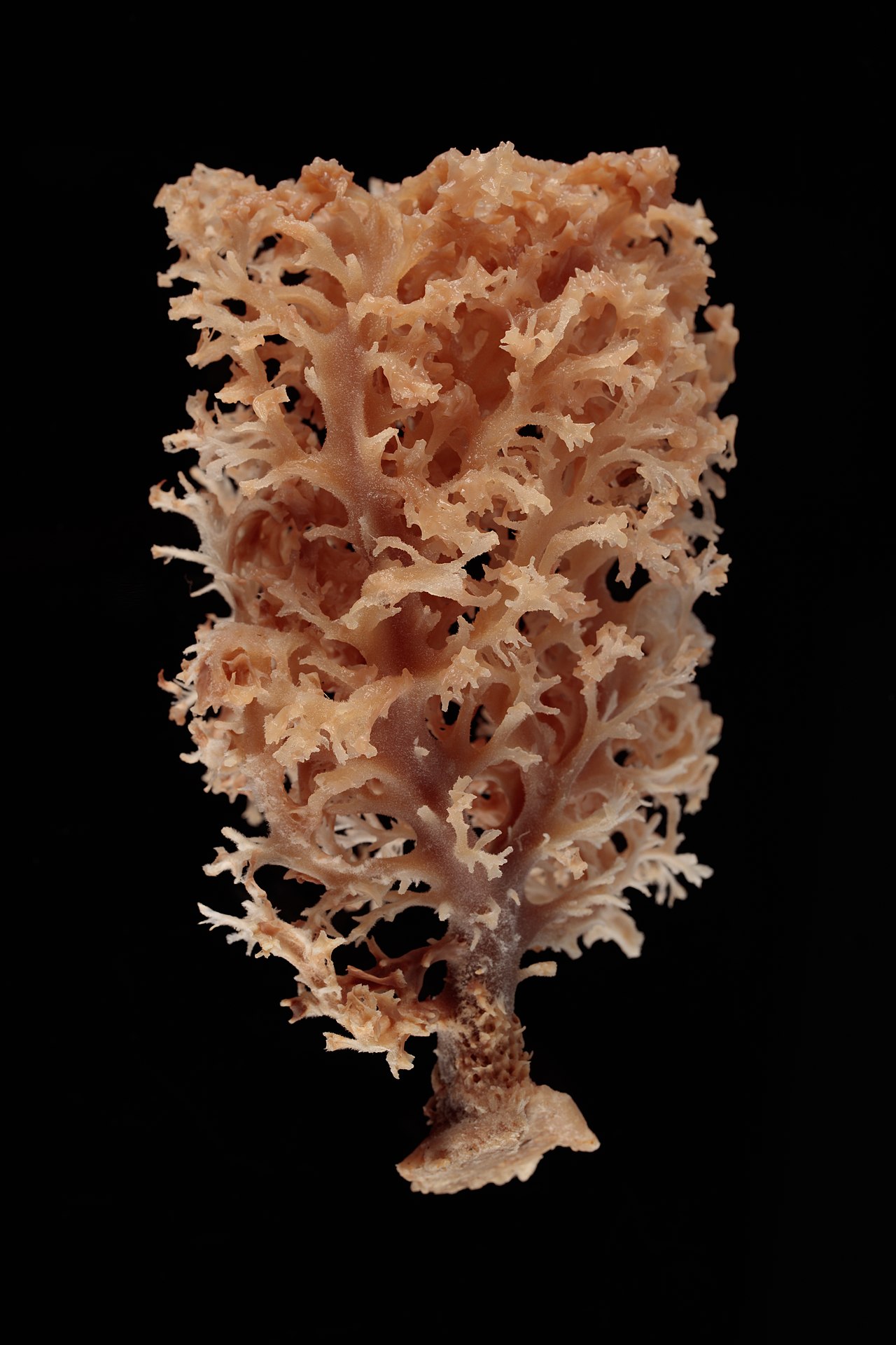 Acanthella dendyi