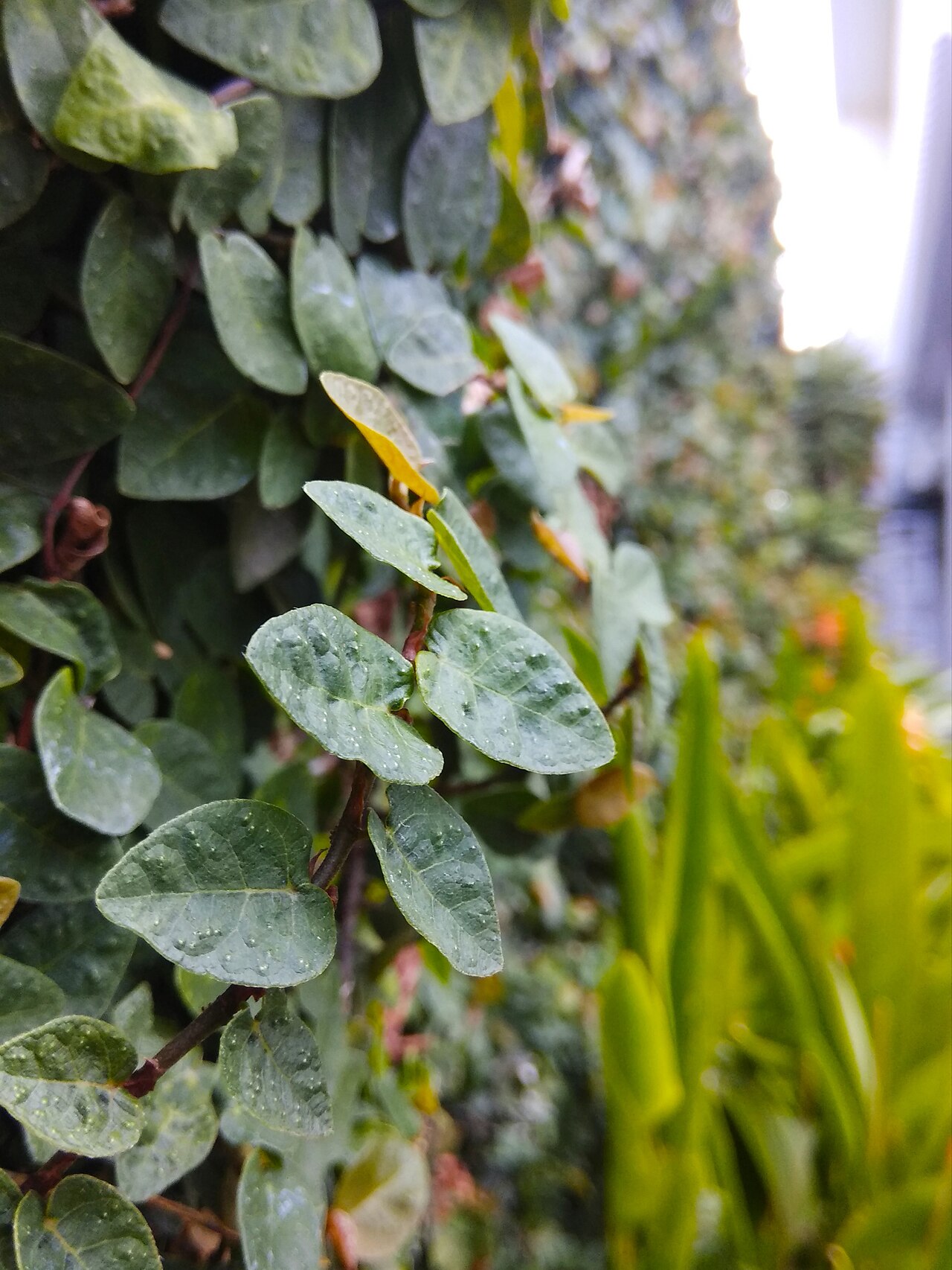 Ficus pumila
