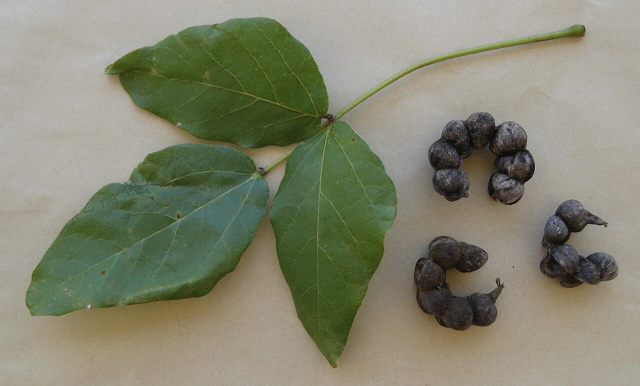 Erythrina haerdii