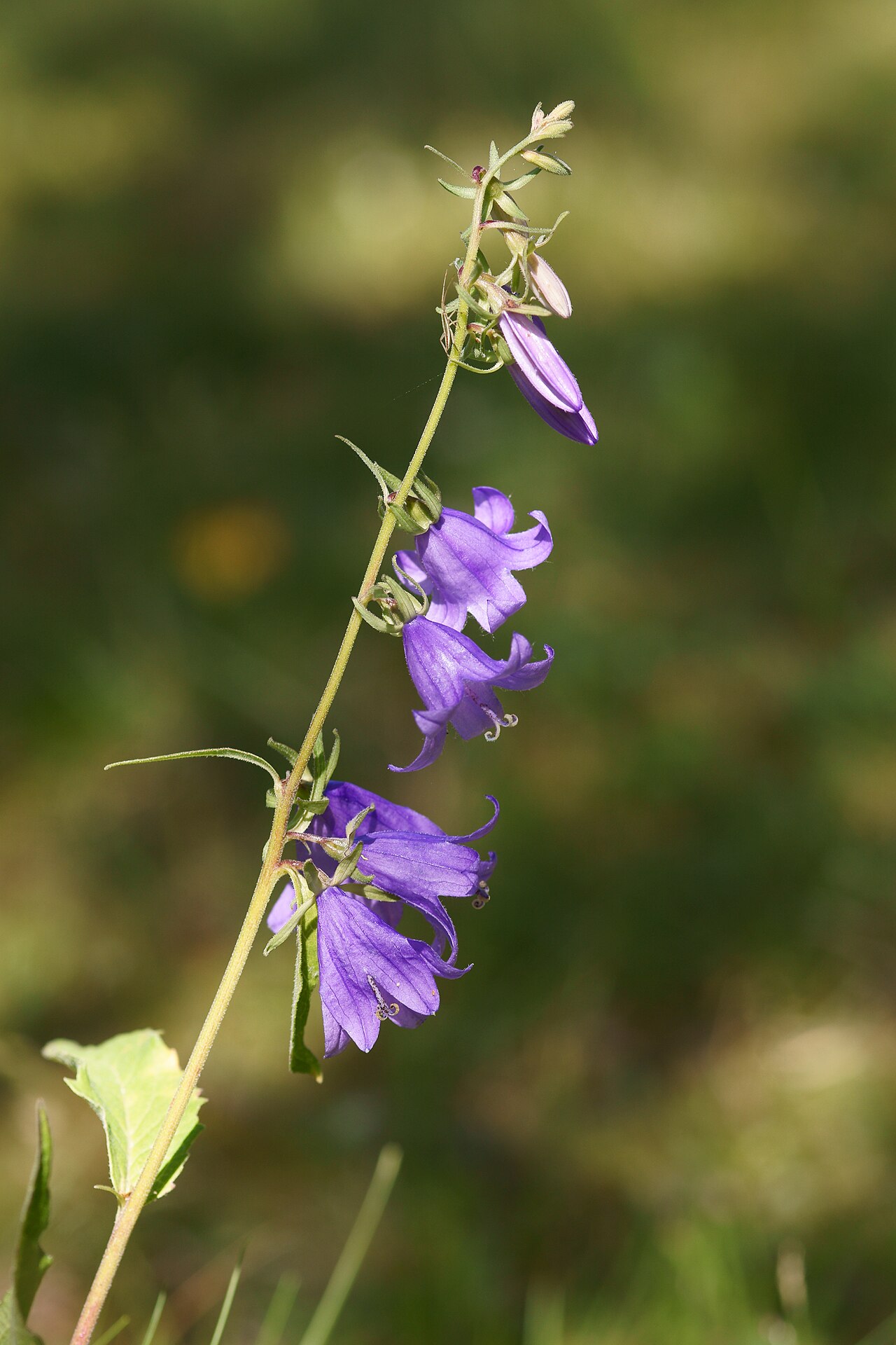 Campanula elegans