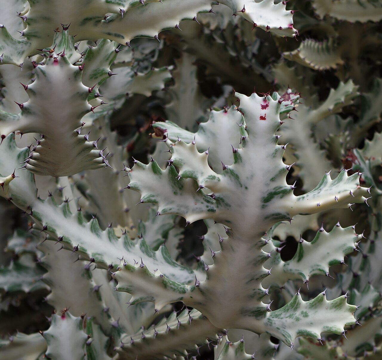 Euphorbia lactea