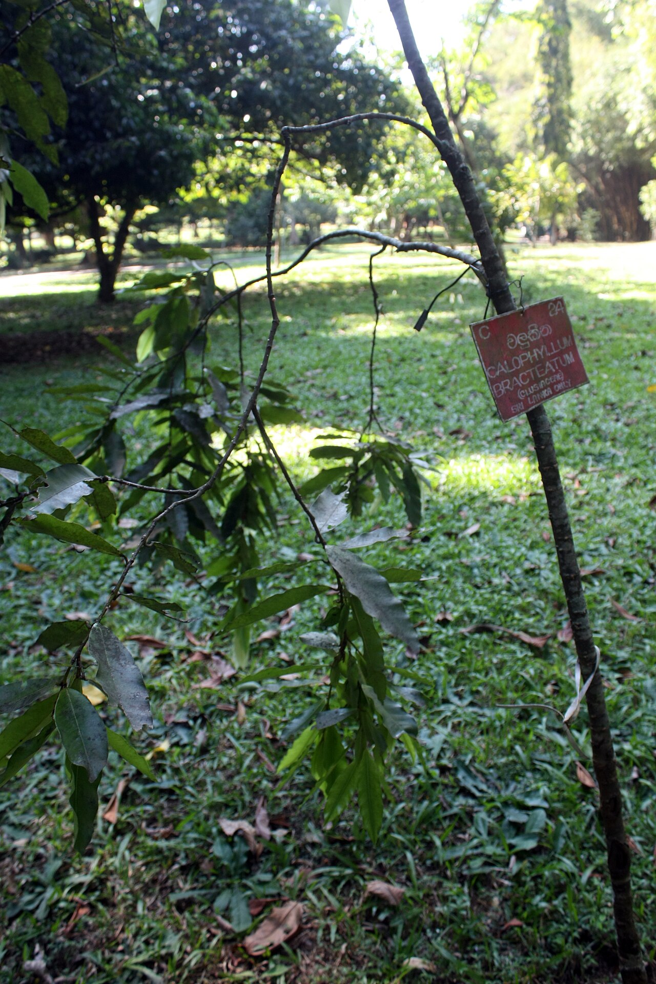 Calophyllum bracteatum