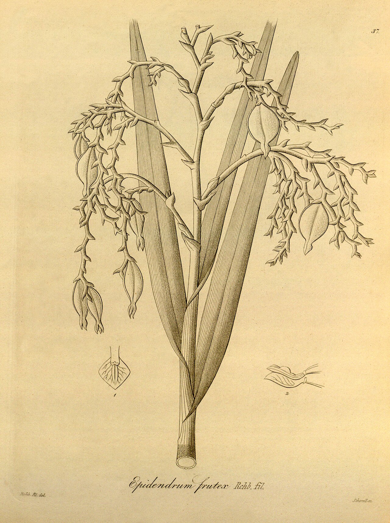 Epidendrum frutex