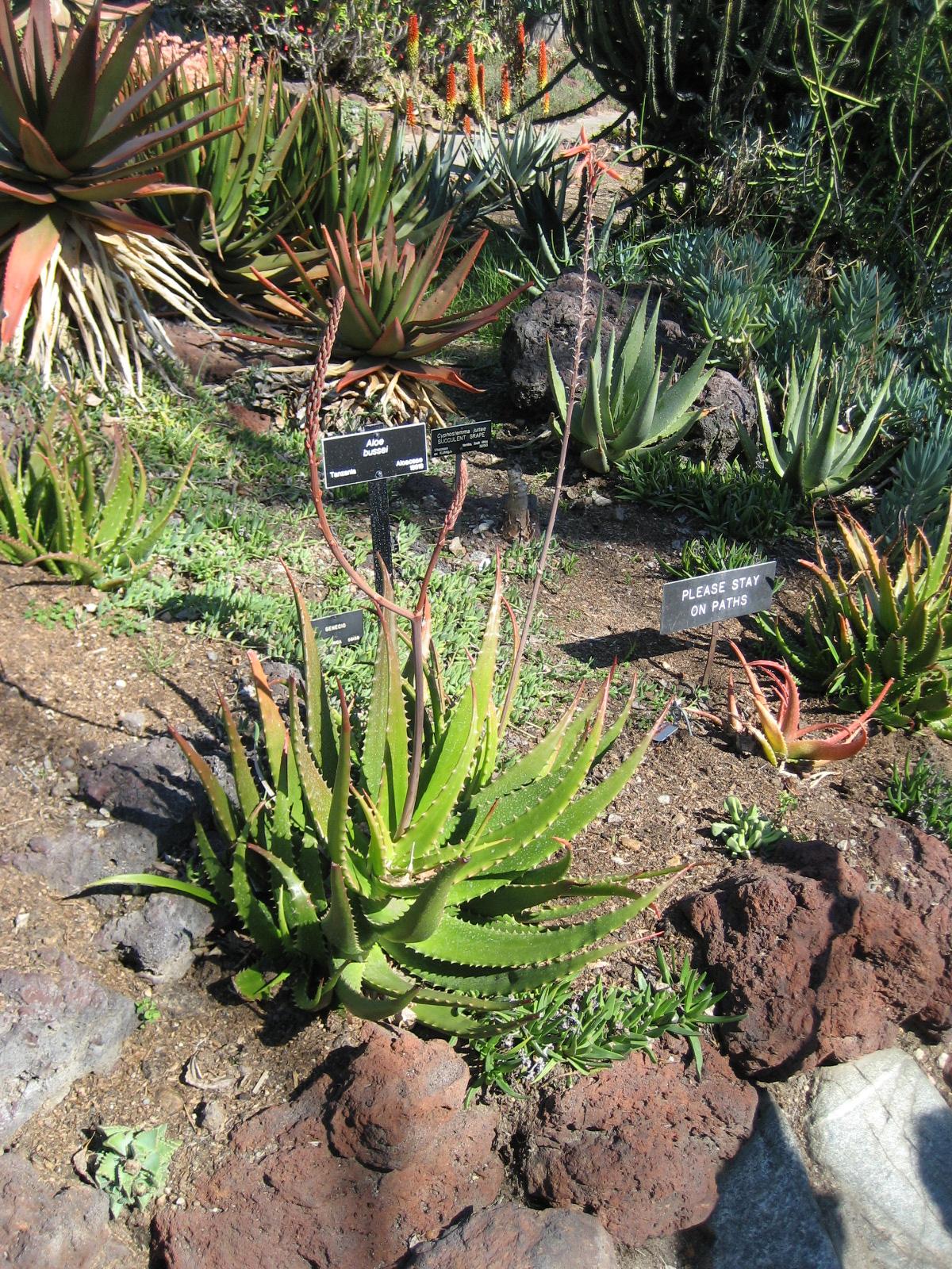 Aloe bussei