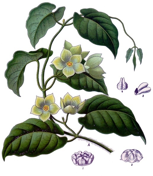 Gonolobus condurango