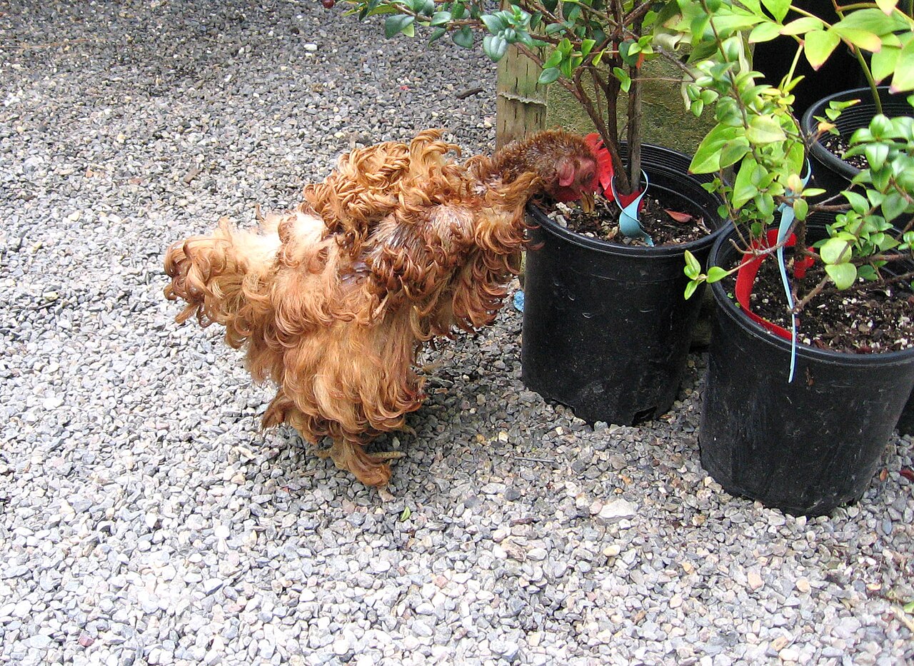 Frizzle