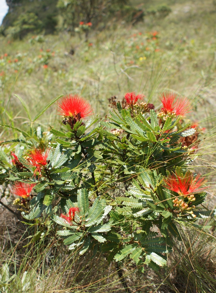 Calliandra mucugeana