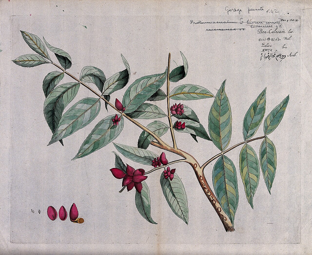 Protium serratum