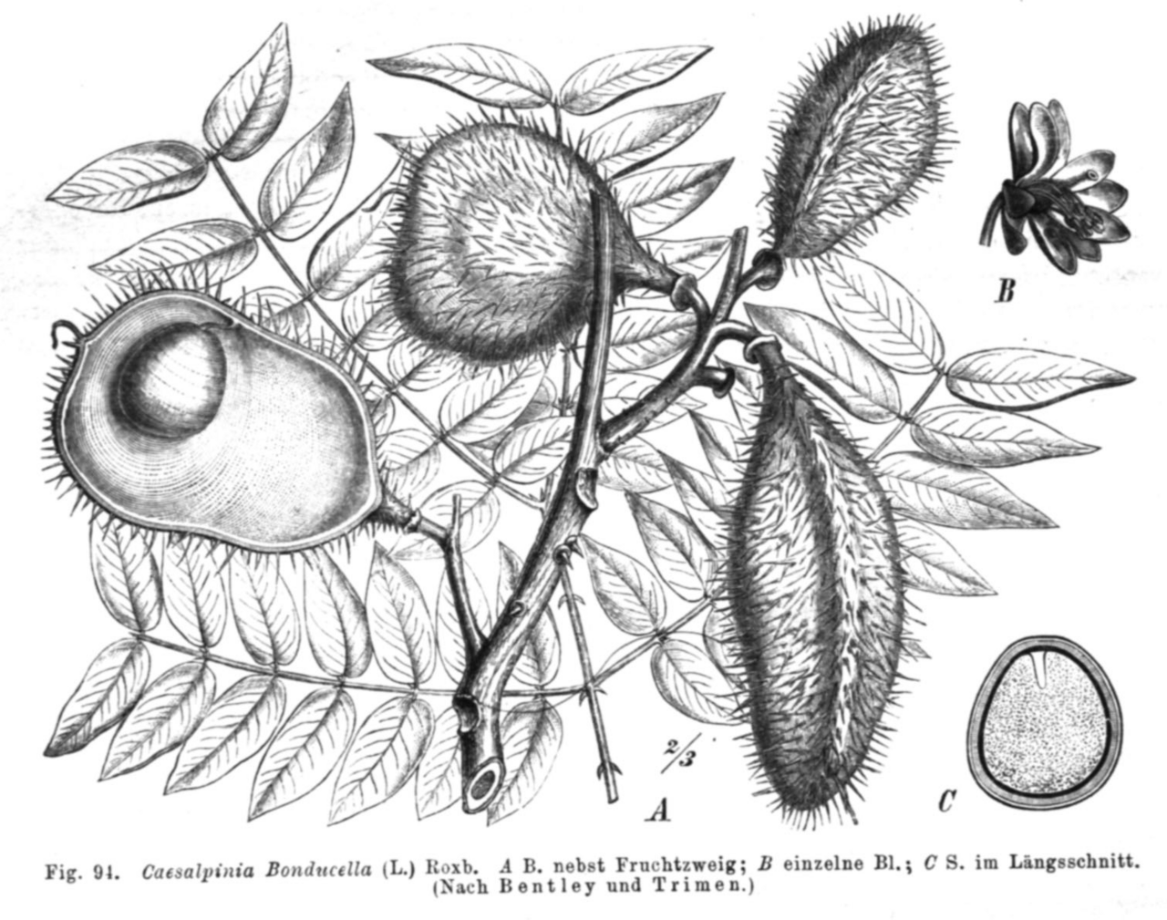 Guilandina bonduc