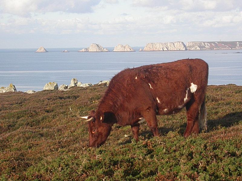 Armorican