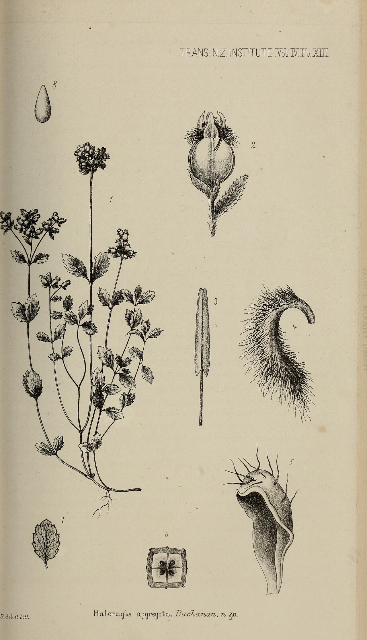 Gonocarpus aggregatus