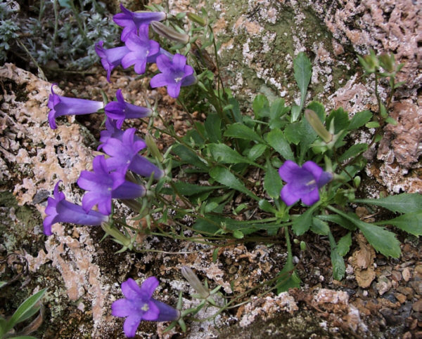 Campanula bornmuelleri