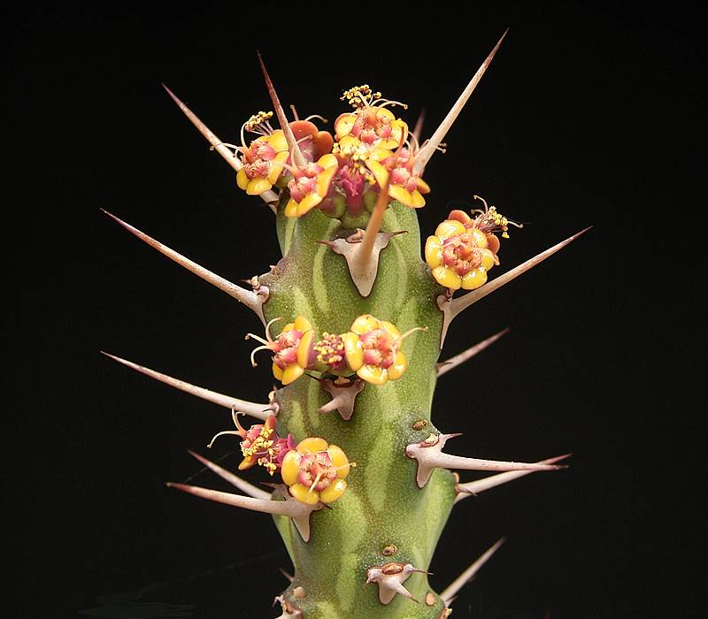 Euphorbia actinoclada