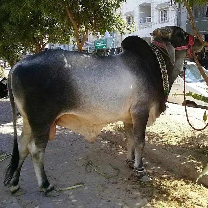 Dajal cattle