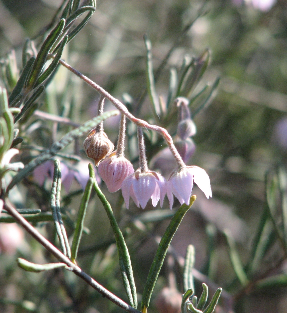Guichenotia ledifolia