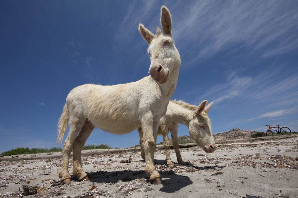 Asinara donkey