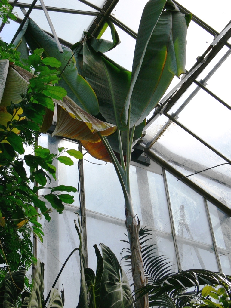 Musa nagensium