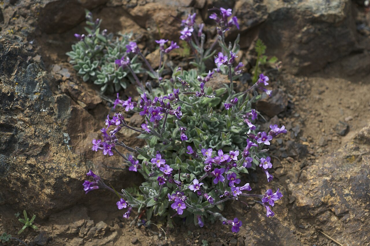 Boechera breweri