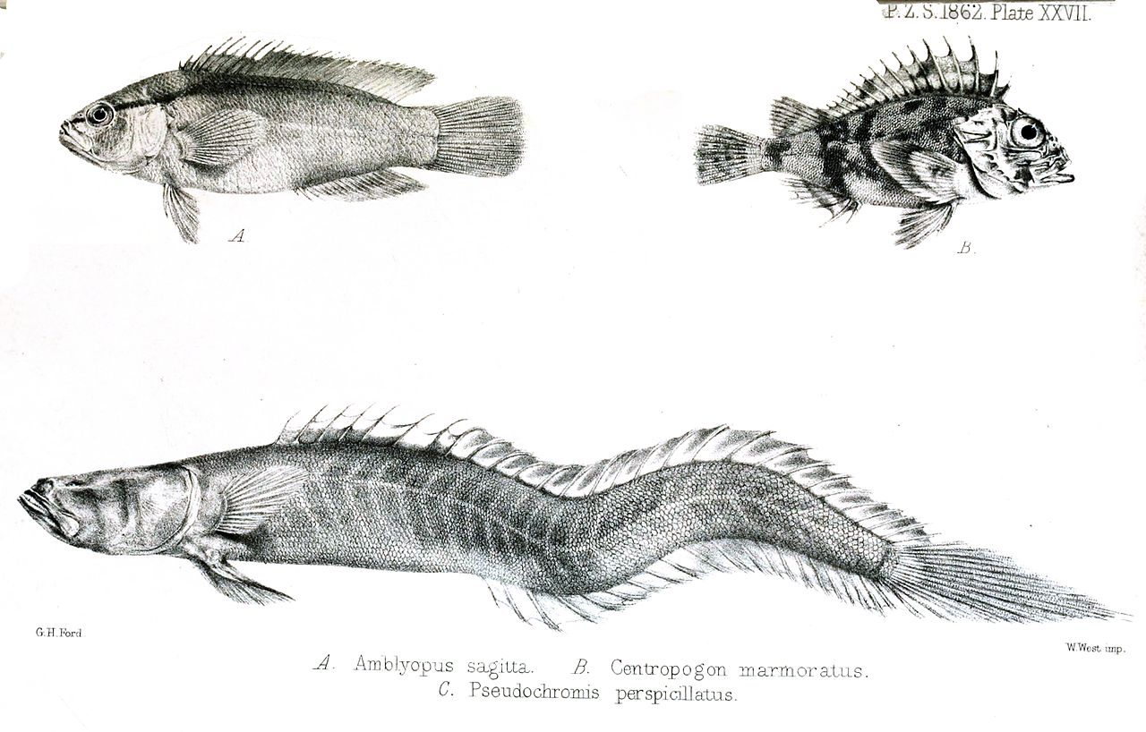 Centropogon marmoratus