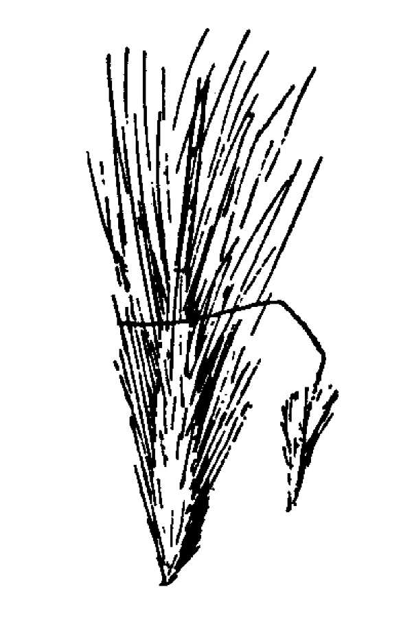 Achnatherum pinetorum