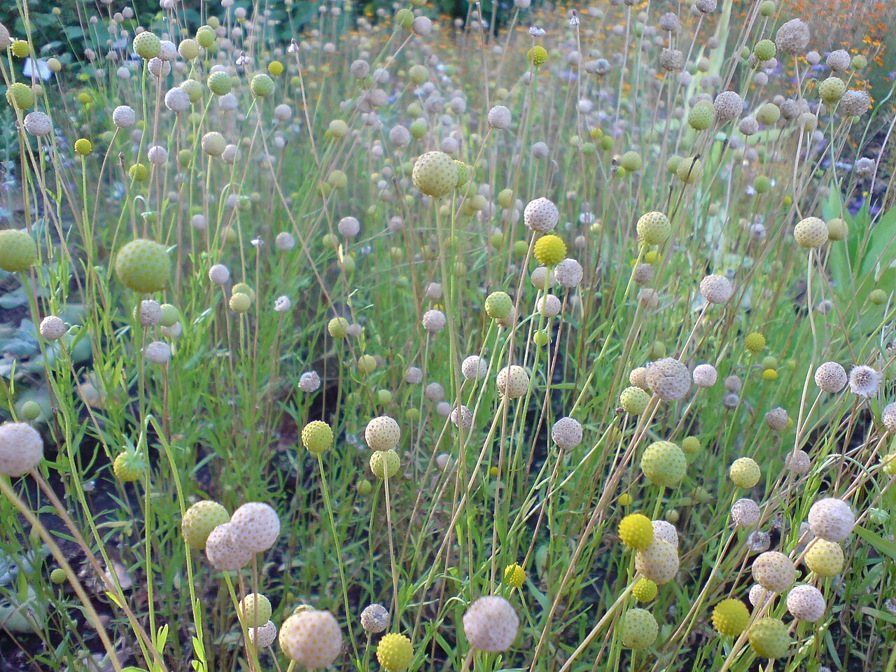 Helenium aromaticum