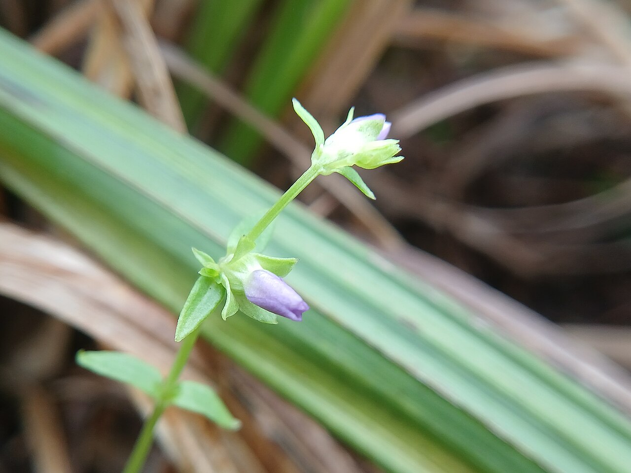 Exacum sessile