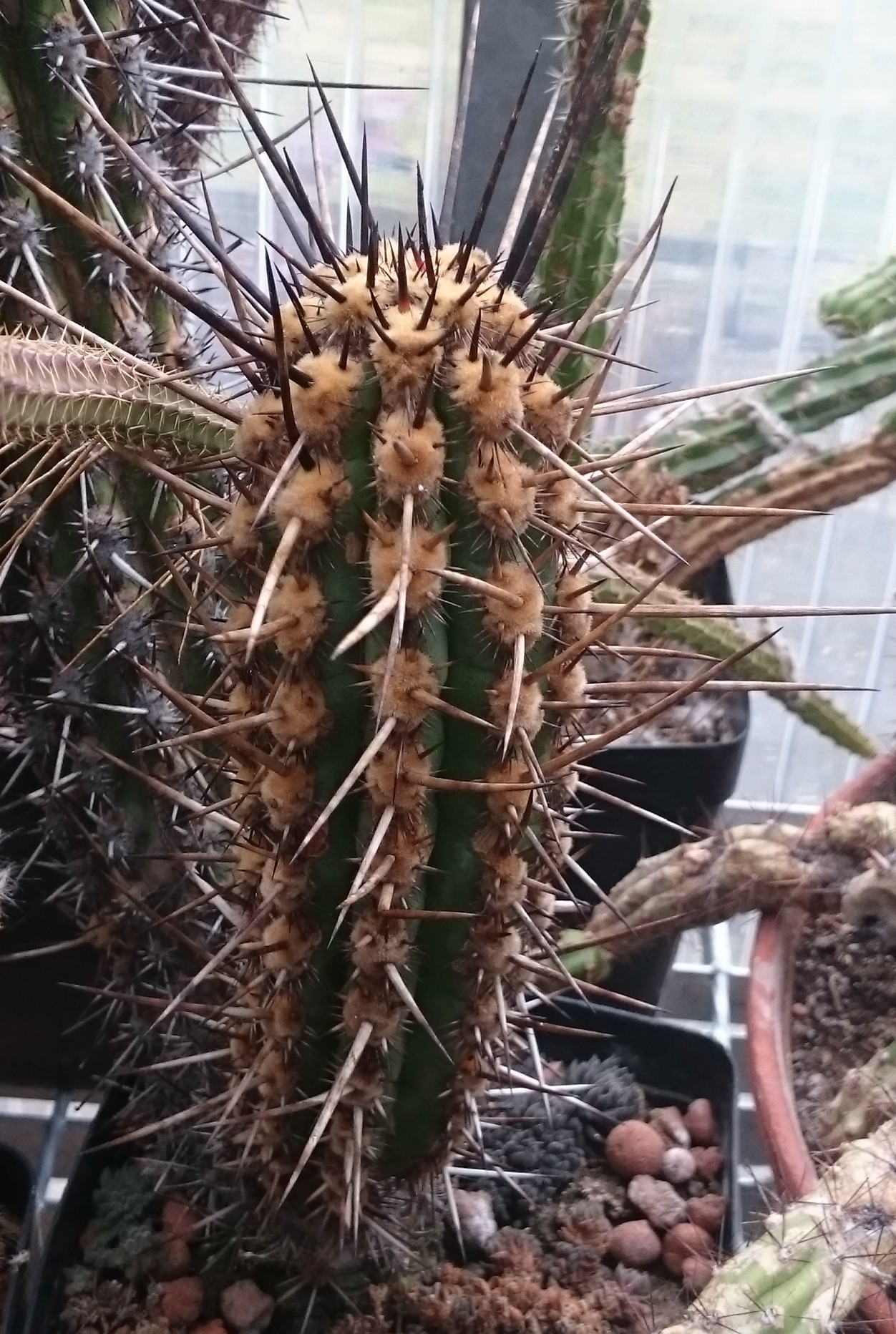 Echinopsis cephalomacrostibas