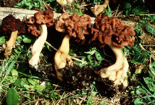 Gyromitra esculenta
