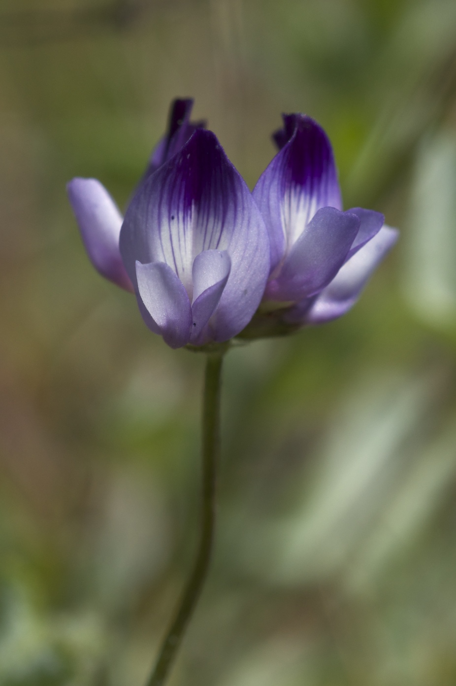 Astragalus rattanii