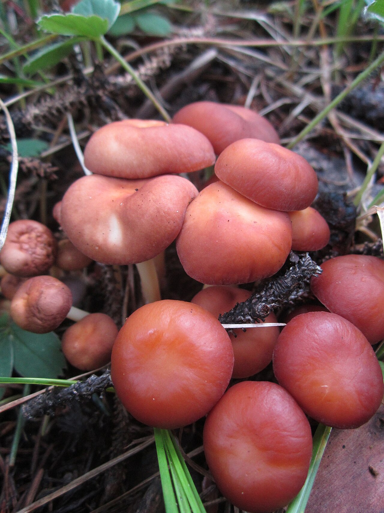 Gymnopus dryophilus