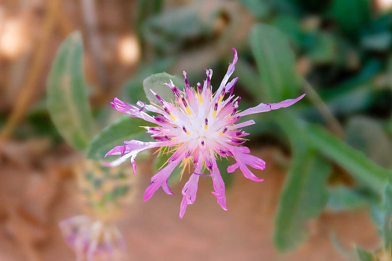 Centaurea diluta