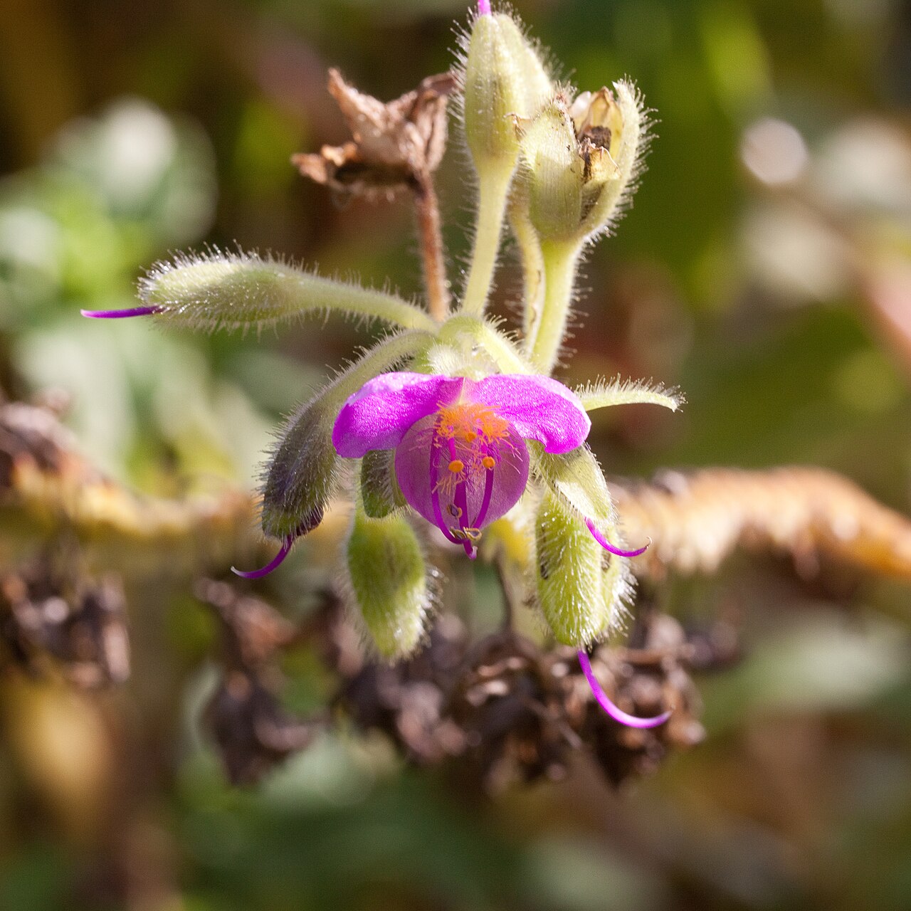 Tinantia erecta