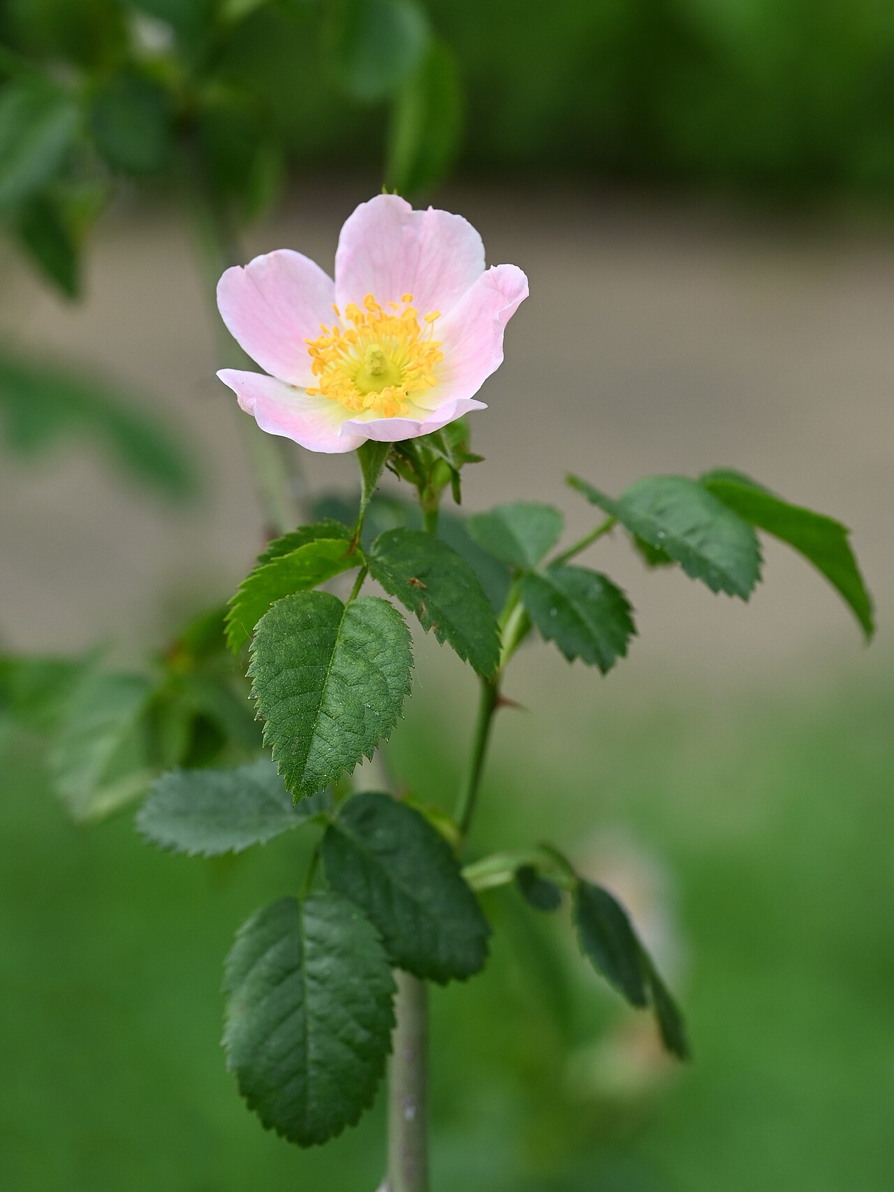 Rosa pouzinii