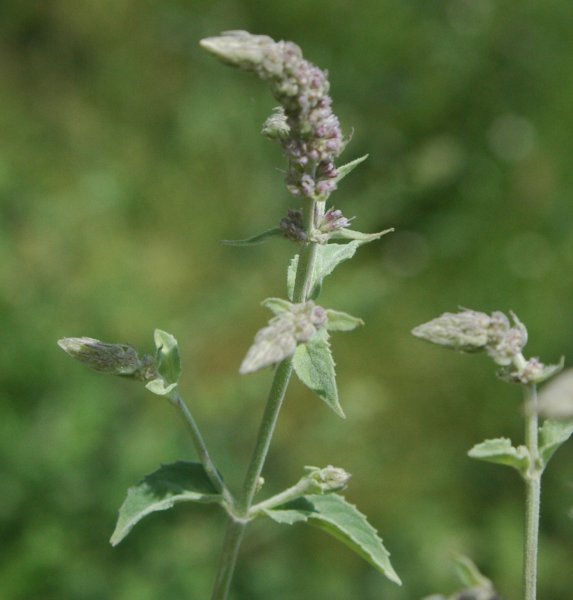 Mentha asiatica