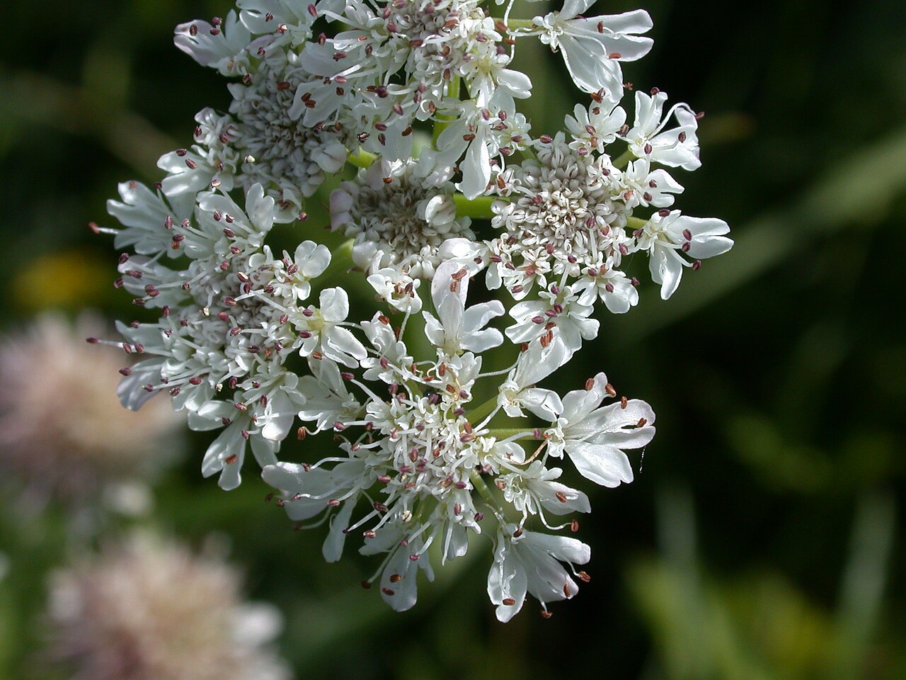 Oenanthe silaifolia