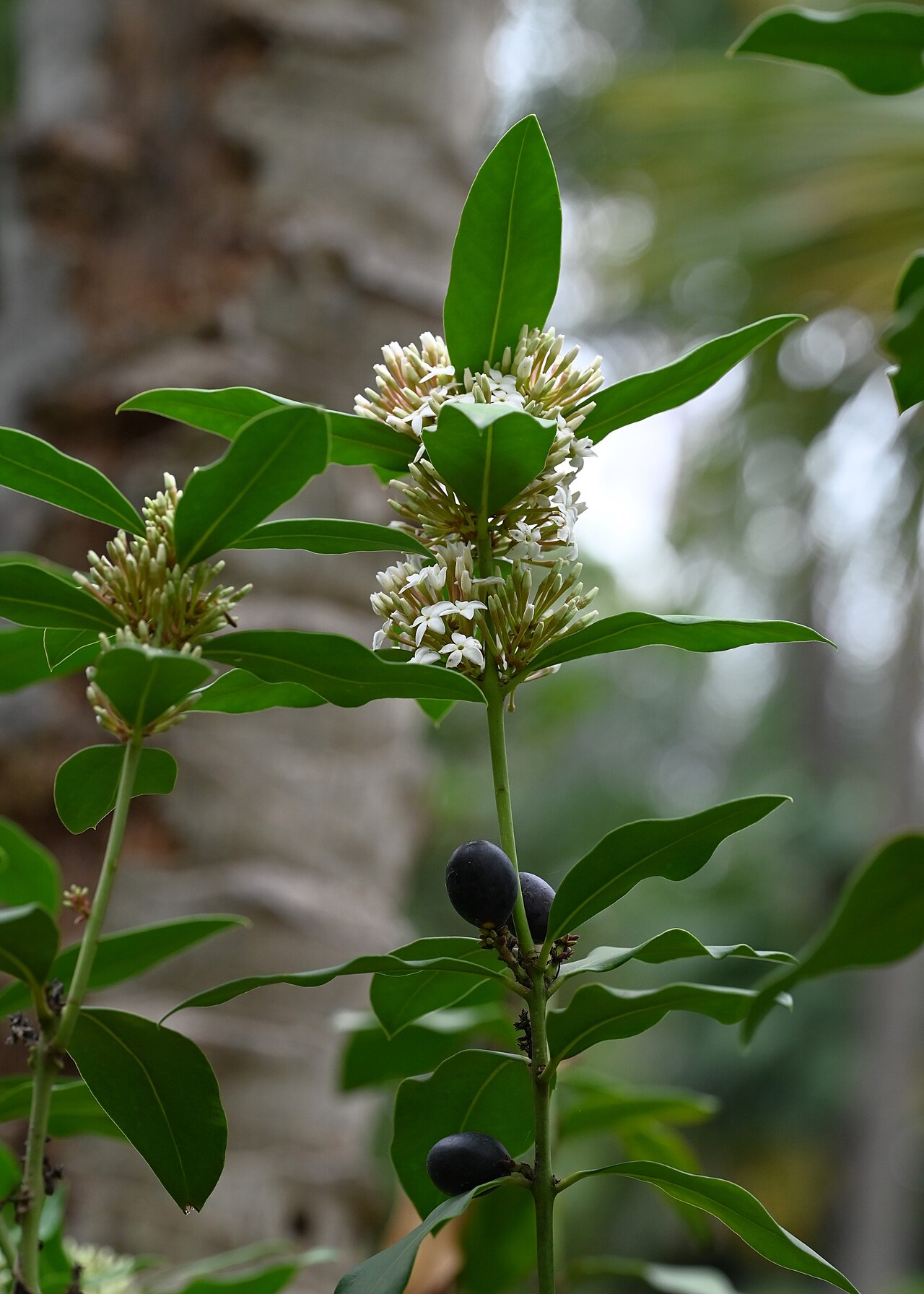 Acokanthera