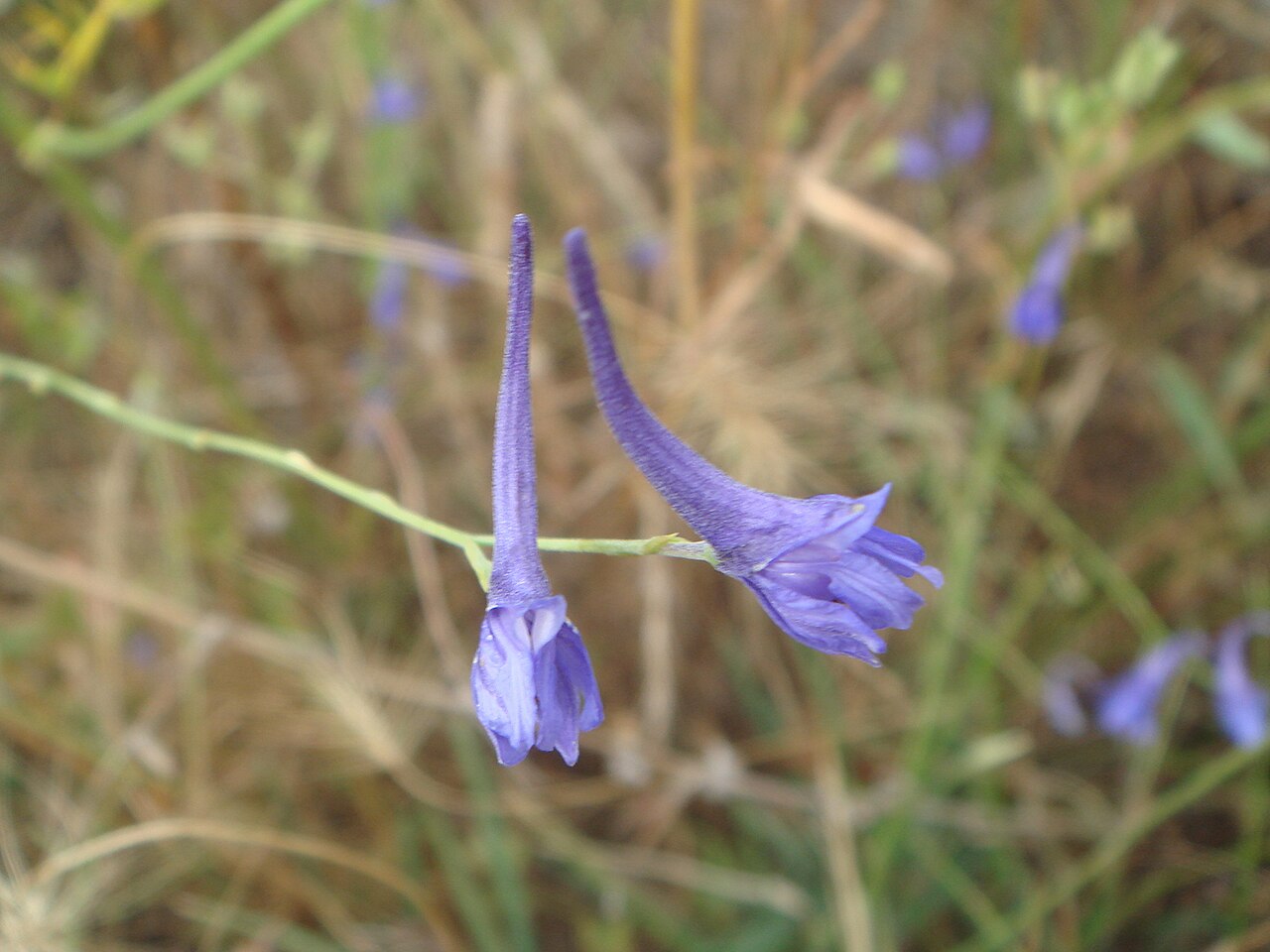 Delphinium gracile