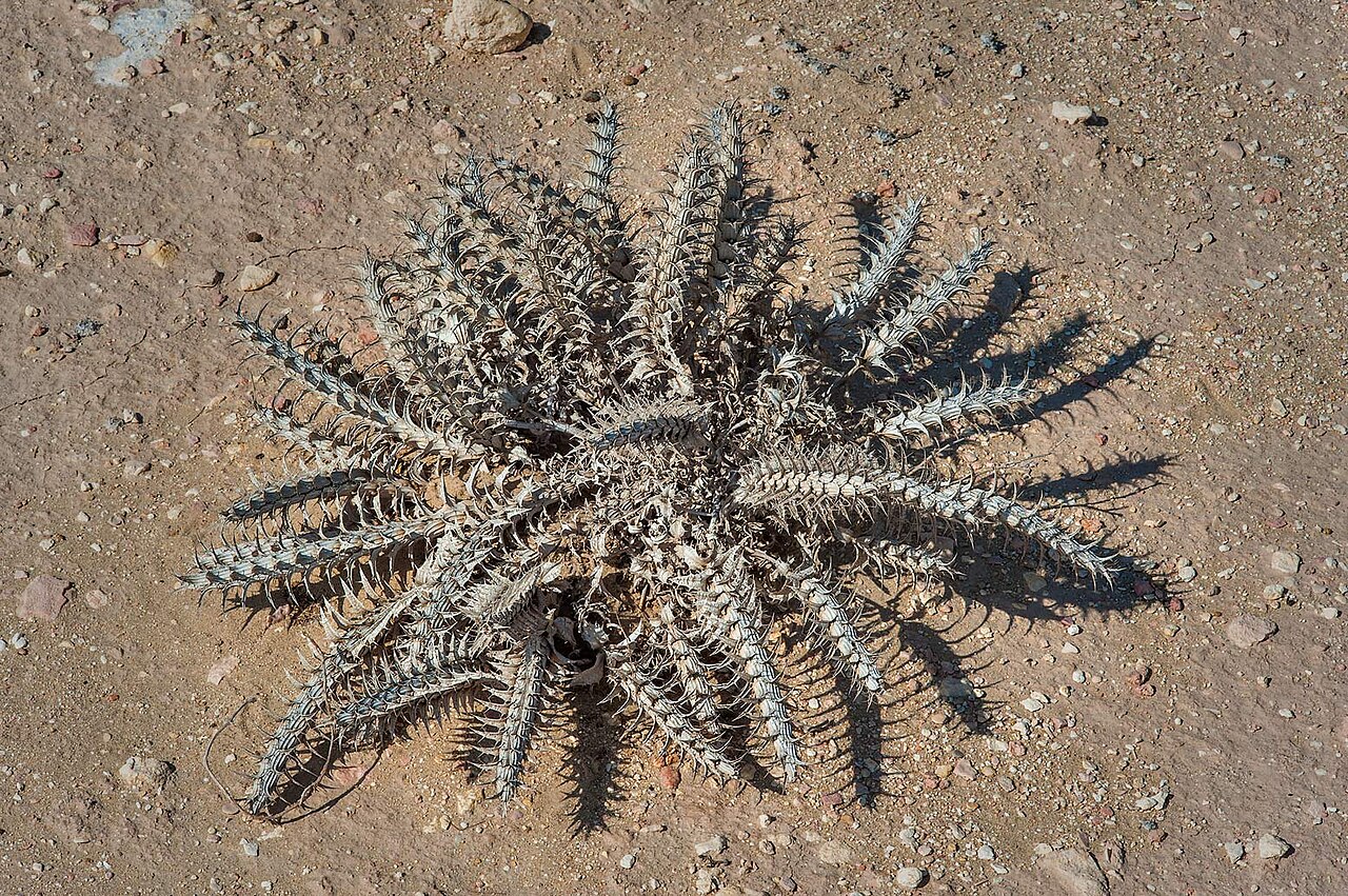 Blepharis ciliaris