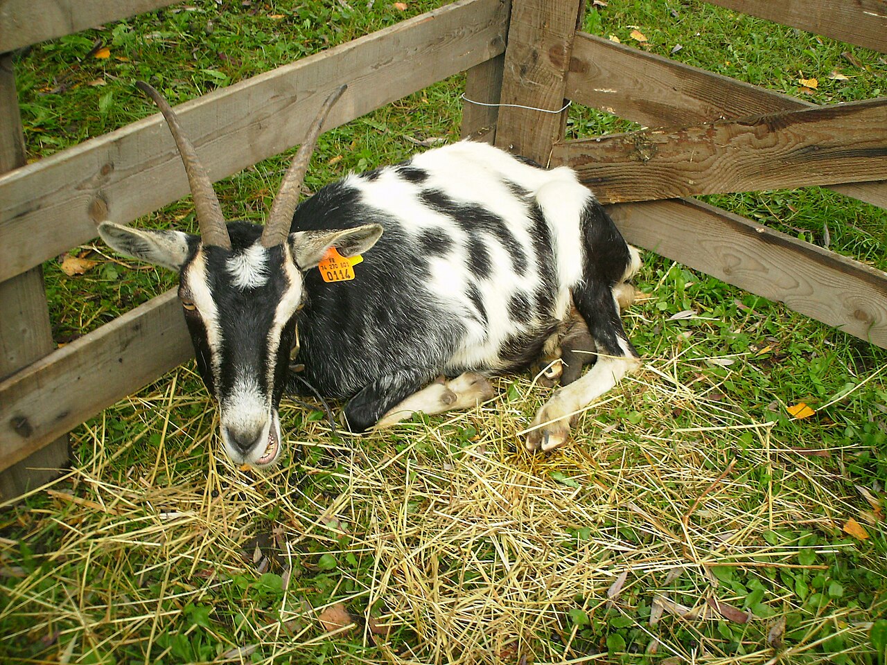 Chèvre de Savoie