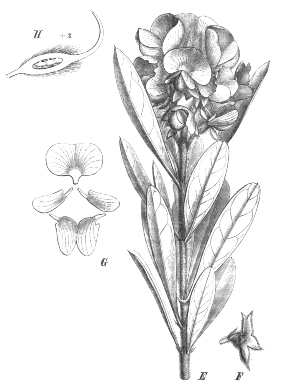 Gastrolobium coriaceum