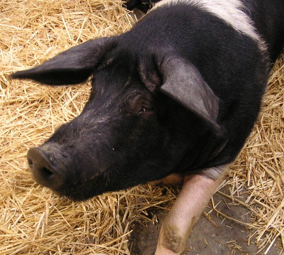 Wessex Saddleback