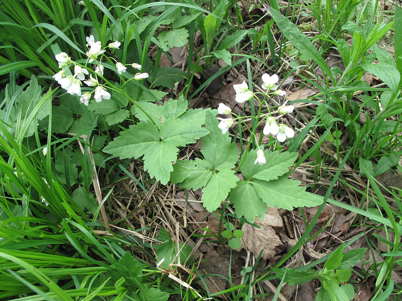 Cardamine diphylla