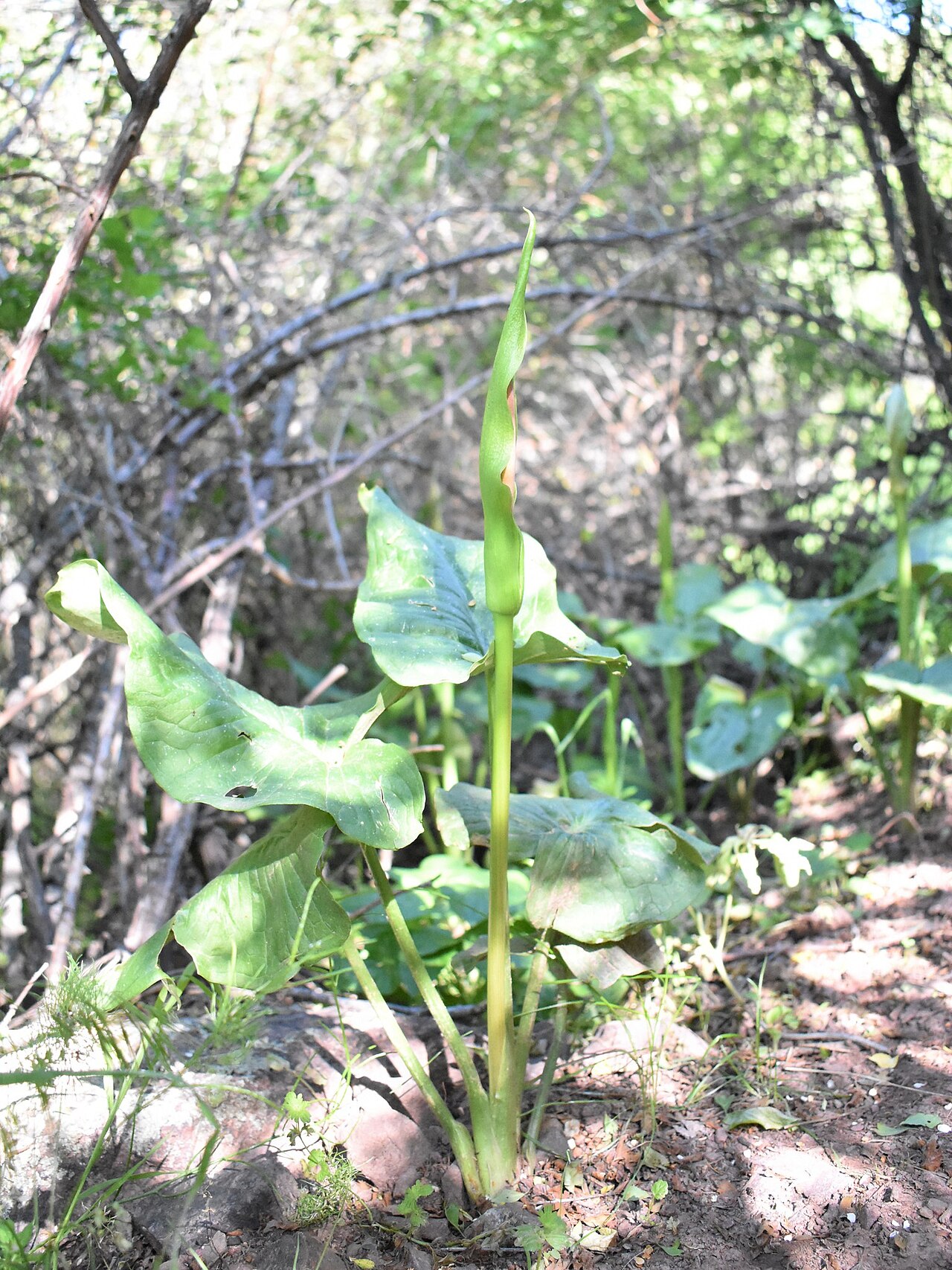 Arum korolkowii