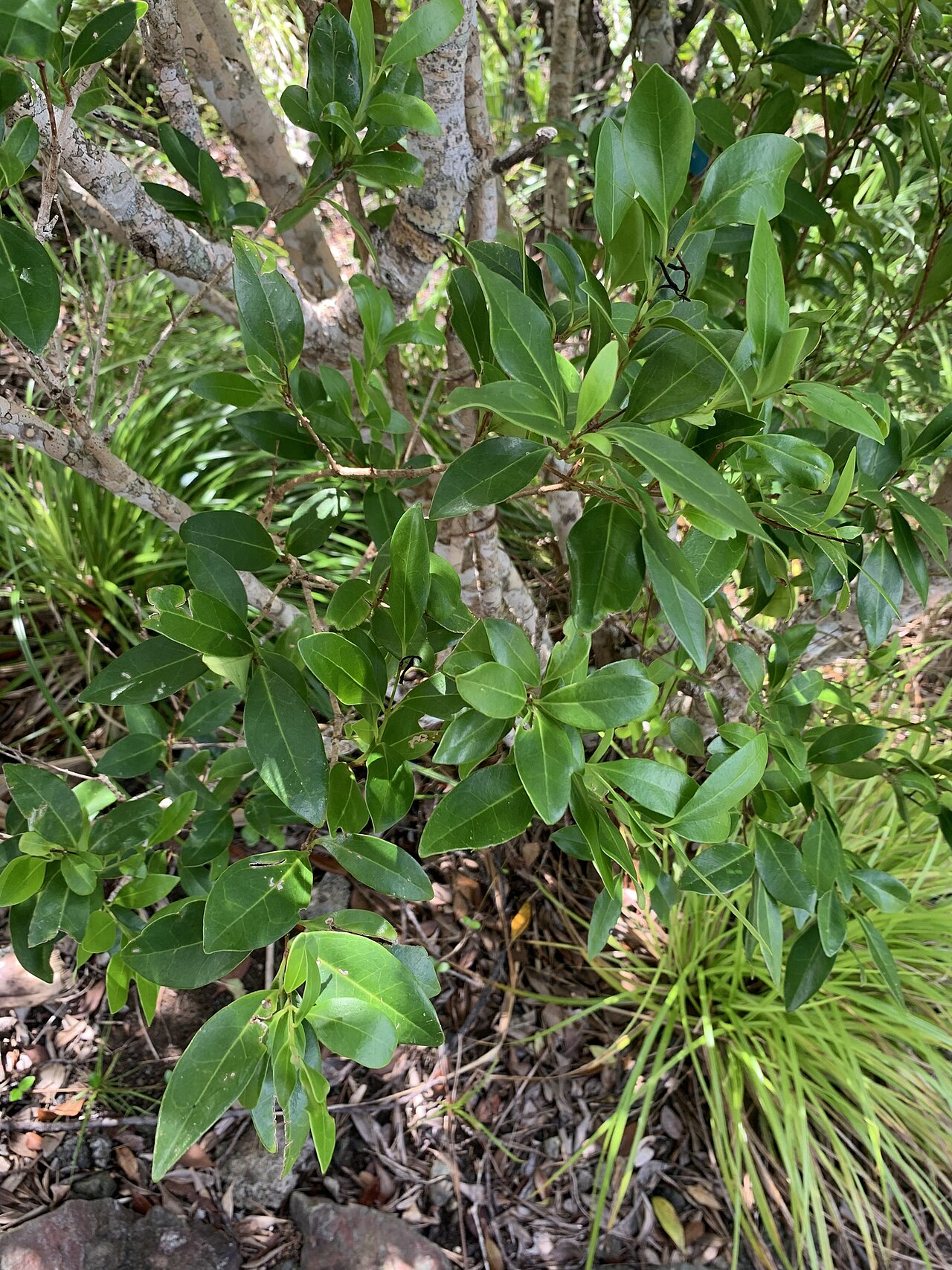 Ligustrum micranthum