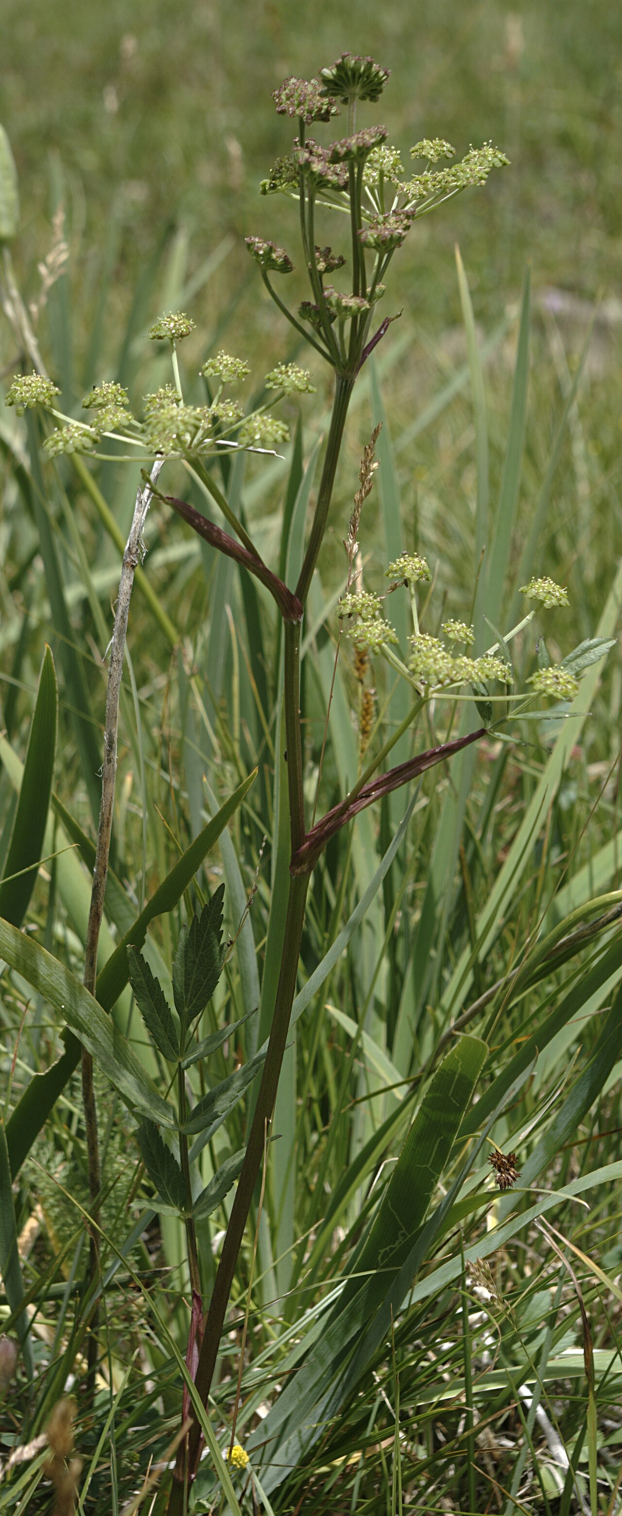 Angelica pinnata