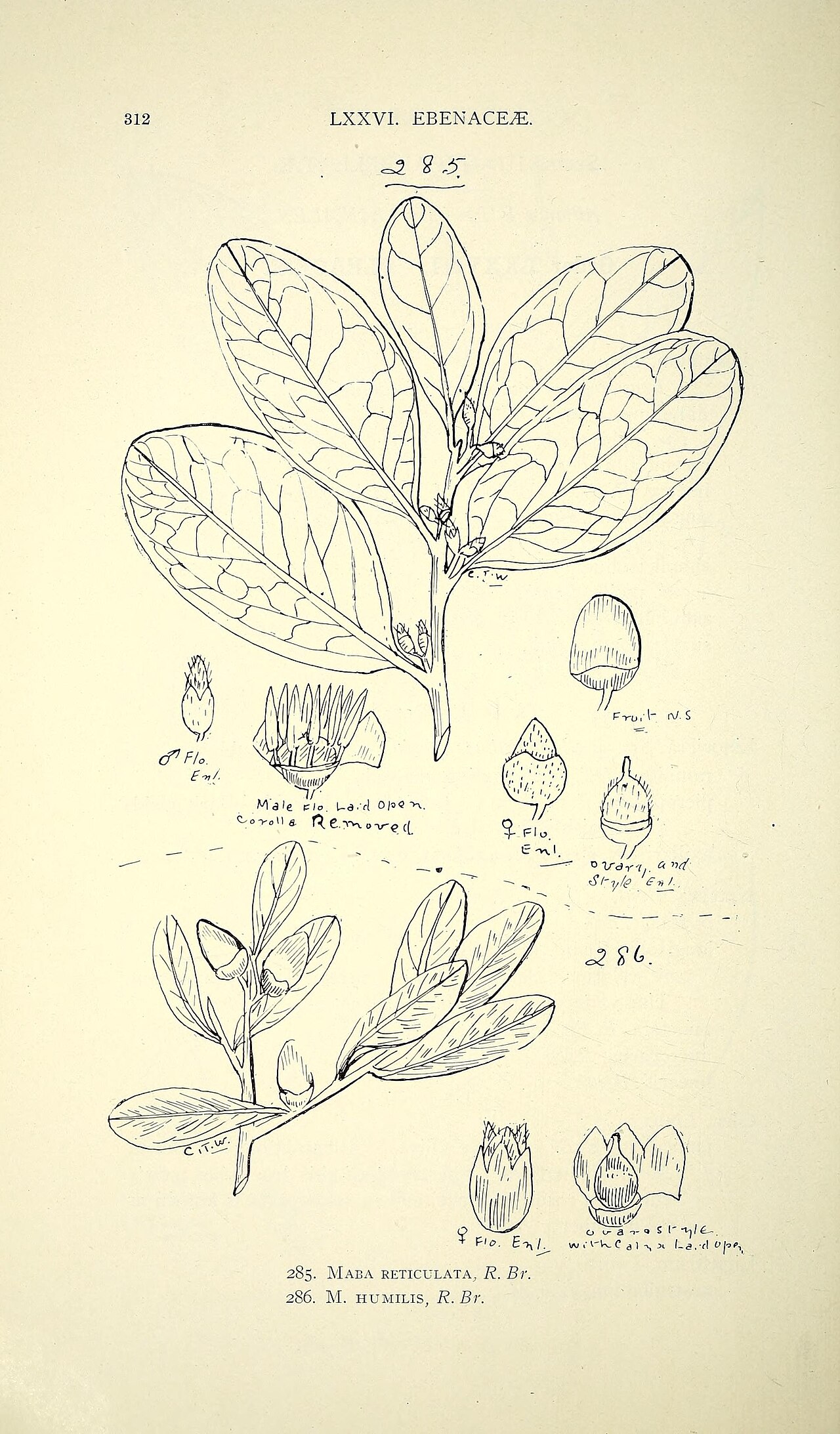 Ligustrum lineare